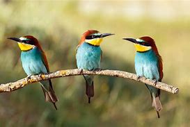 birds of a feather flock together